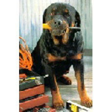 Rottendog Store