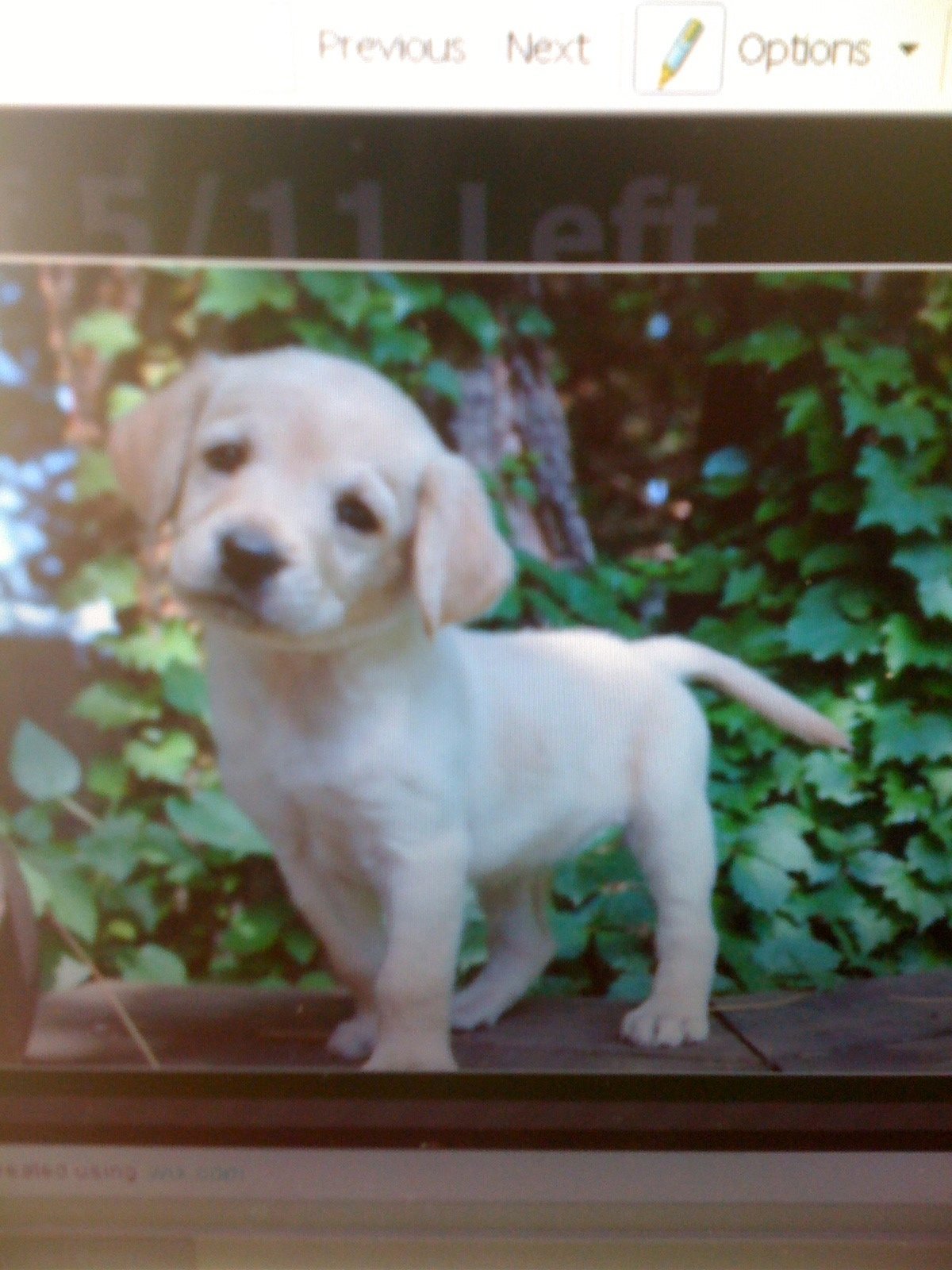 TEST Dog