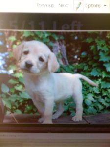 TEST Dog