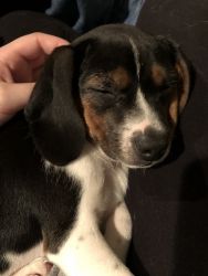 TEST Dog 2