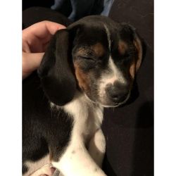 TEST Dog 2